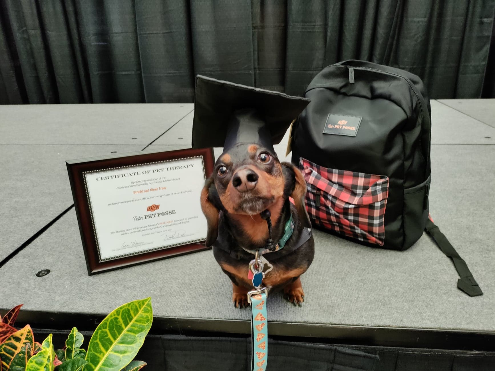 Strudel's Graduation